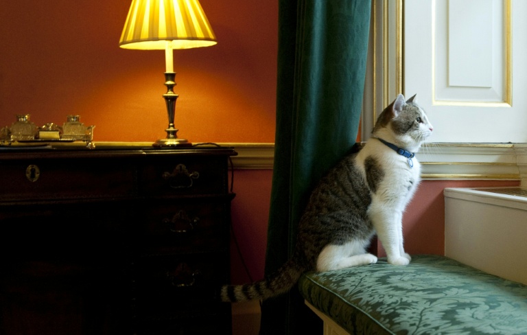 Le chat Larry regarde la rue par la fenêtre du 10 de Downing Street, après son arrivée, le 15 février 2011 à Londres