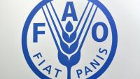 Logo de l'Organisation des Nations unies pour l'alimentation et l'agriculture, connue sous le nom de FAO (Food and Agriculture Organization of the United Nations) 