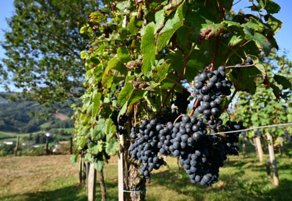 Des vignes à Saint-Etienne-de-Baïgorry, dans les Pyrénées-Atlantiques, le 19 septembre 2025