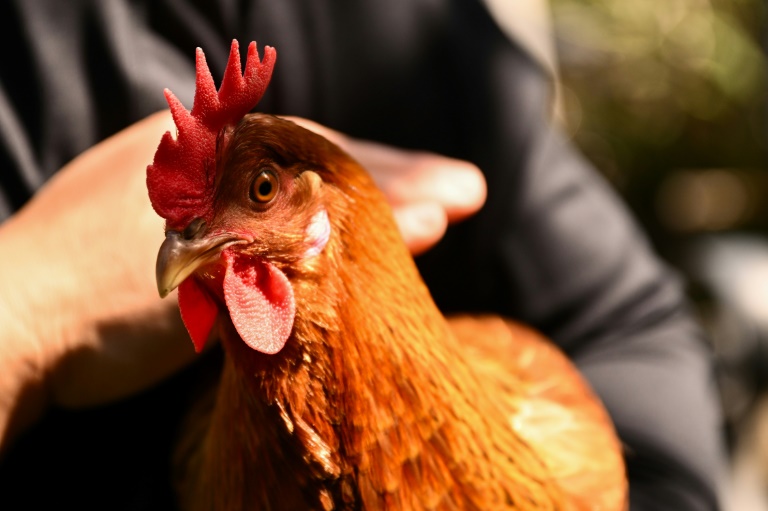 Une poule pondeuse livrée avec son poulailler portable dans le cadre du service