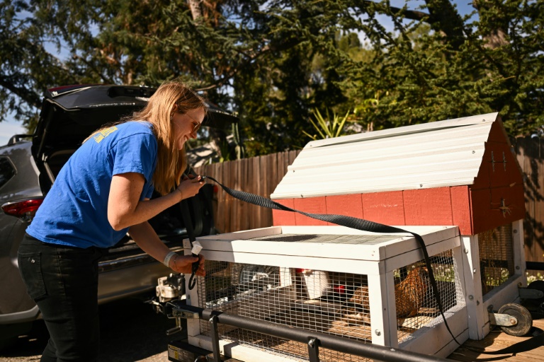 Victoria Lee décharge des poules et leur poulailler portable de son camion pour les livrer dans le cadre du service