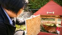 Yong-mi Kim regarde ses poules pondeuses dans son poulailler portable livré à son domicile dans le cadre du service "Rent The Chicken » à La Crescenta, le 21 avril 2025 en Californie
