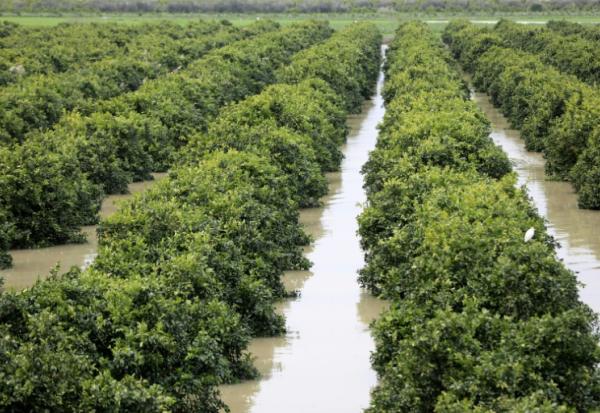 Un champ de citronniers submergé lors d'inondations exceptionnelles dans la zone de Sidi Kacem, dans le nord-ouest du Maroc, le 5 février 2026