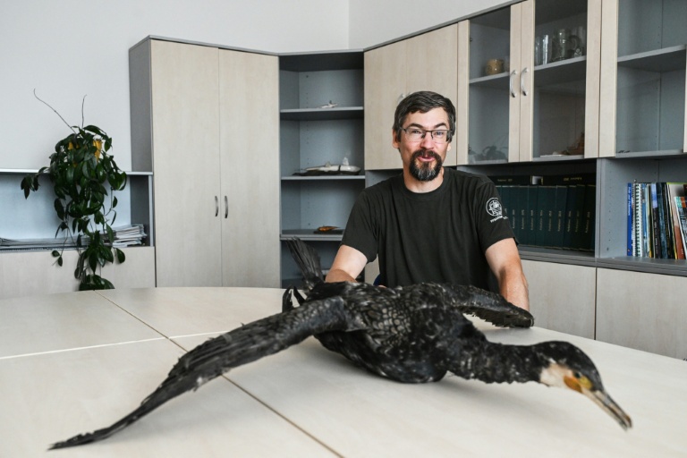 Pavel Vrana, ichtyologue à l'Union des pêcheurs tchèques, pose à côté d'un cormoran empaillé, le 13 juillet 2026 à Prague