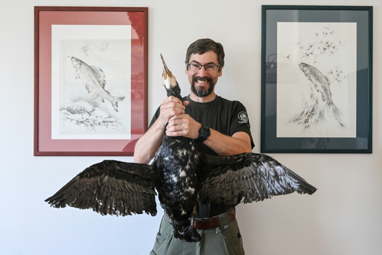 Pavel Vrana, ichtyologue à l'Union des pêcheurs tchèques, pose avec un cormoran empaillé, le 13 juillet 2026 à Prague