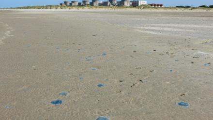 Des méduses sur le rivage près de la centrale nucléaire de Gravelines, le 11 août 2026 dans le Nord 