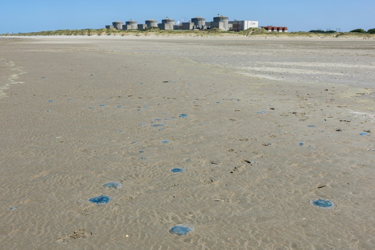Des méduses sur la plage devant la centrale nucléaire de Gravelines, dans le Nord, le 11 août 2026