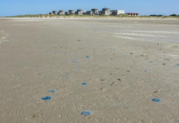 Des méduses sur la plage devant la centrale nucléaire de Gravelines, dans le Nord, le 11 août 2026