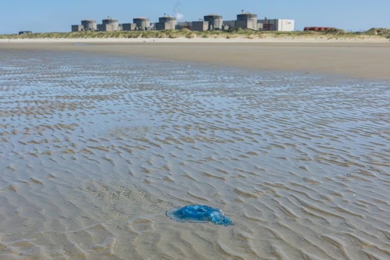 Une méduse sur la plage devant la centrale nucléaire de Gravelines, dans le Nord, le 11 août 2026
