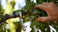 L'agriculteur Jean-Pierre Jaubert montre un "dendromètre" servant à mesurer la taille d'une branche d'amandier dans un verger équipé d'un système d'irrigation goutte-à-goutte contrôlé via un smartphone, le 3 juin 2026 à Valensole (Alpes-de-Haute-Provence)