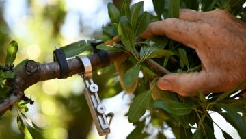 L'agriculteur Jean-Pierre Jaubert montre un "dendromètre" servant à mesurer la taille d'une branche d'amandier dans un verger équipé d'un système d'irrigation goutte-à-goutte contrôlé via un smartphone, le 3 juin 2026 à Valensole (Alpes-de-Haute-Provence)