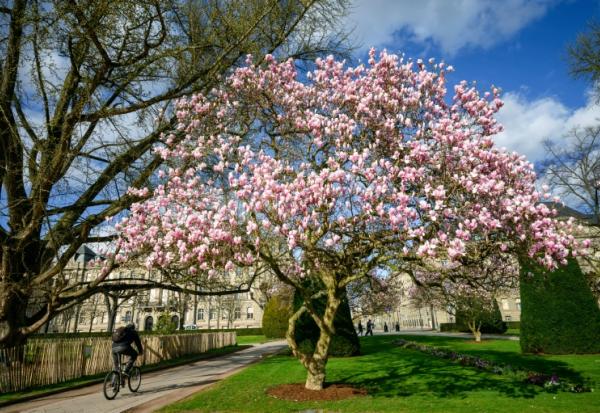 Une politique pro-vélo vertueuse, ou une offensive anti-voiture excessive? Dans plusieurs grandes villes, comme à Strasbourg, la question des mobilités est un sujet clivant dans la campagne pour les municipales