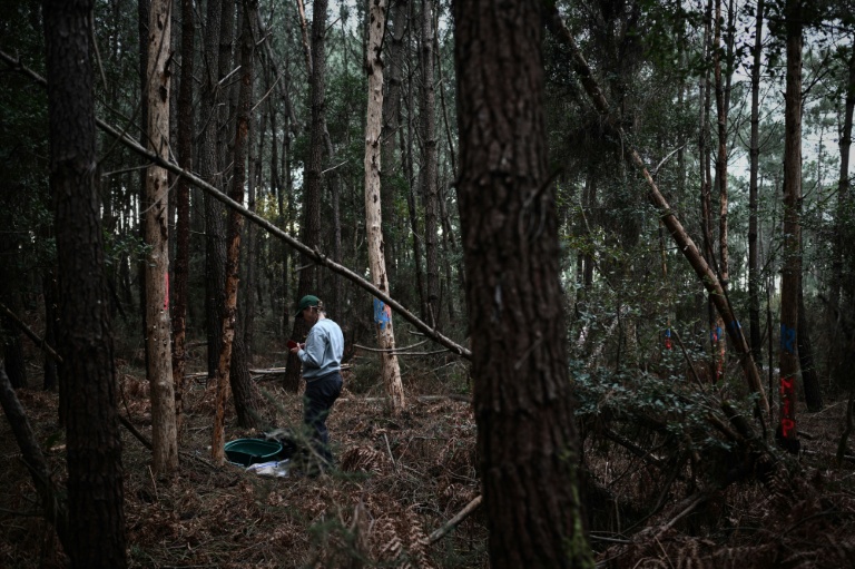 Un agent de la direction régionale de l'Alimentation, de l'Agriculture et de la Forêt (DRAAF) participe à des opérations d'échantillonnage d'arbres à la suite de la détection d'un nématode du pin, un ver microscopique et dangereux pour les conifères, qui bloque la circulation de la sève et provoque la mort rapide des arbres qu'il infeste, à Seignosse, dans le sud-ouest de la France, le 5 novembre 2025