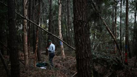 Un agent de la direction régionale de l'Alimentation, de l'Agriculture et de la Forêt (DRAAF) participe à des opérations d'échantillonnage d'arbres à la suite de la détection d'un nématode du pin, un ver microscopique et dangereux pour les conifères, qui bloque la circulation de la sève et provoque la mort rapide des arbres qu'il infeste, à Seignosse, dans le sud-ouest de la France, le 5 novembre 2025