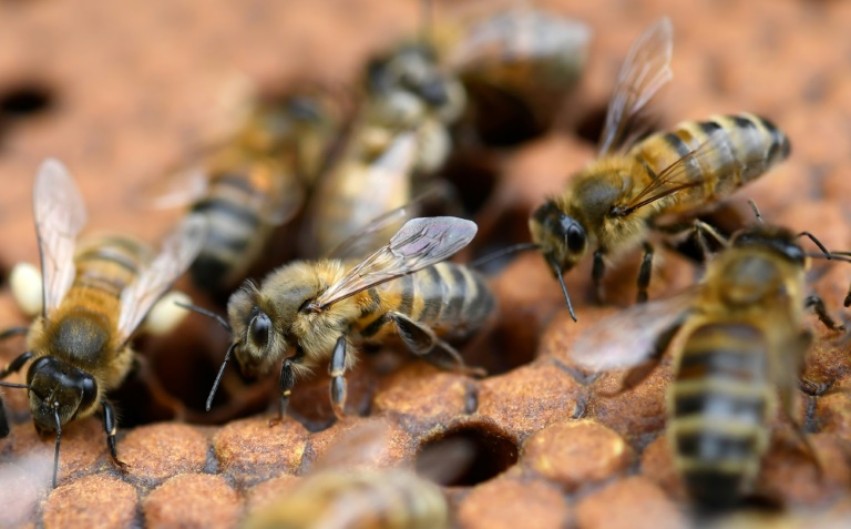 Une proposition de loi LR, étudiée à partir de lundi à l'Assemblée nationale, pourrait réintroduire sous condition l'un des néonicotinoïdes, l'acétamipride, un insecticide, nocif pour les abeilles