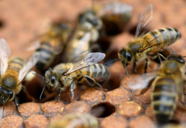 Une proposition de loi LR, étudiée à partir de lundi à l'Assemblée nationale, pourrait réintroduire sous condition l'un des néonicotinoïdes, l'acétamipride, un insecticide, nocif pour les abeilles