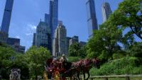 Ees calèches dans Central Park, à New York, le 3 août 2022