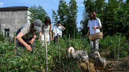 Chen Yani (d), fondatrice du lieu "L'Univers imaginaire de Keke", dans le potager du gîte rural avec des  participantes, le 14 juillet 2025 à Hangzhou, dans la province du Zhejiang, dans l'est de la Chine