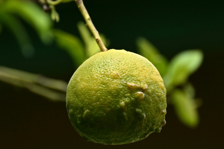 Une orange Lahara (Citrus Aurantium Currassuviensis) utilisée dans la production de liqueur curaçao dans la distillerie Willemstad, sur l'île néerlandaise de Curaçao, au large du Venezuela, le 9 avril 2026