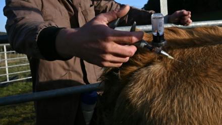 Un vétérinaire vaccine un bovin contre la dermatose nodulaire contagieuse (DNC) le 17 décembre 2025, à Pomy, dans l'Aude