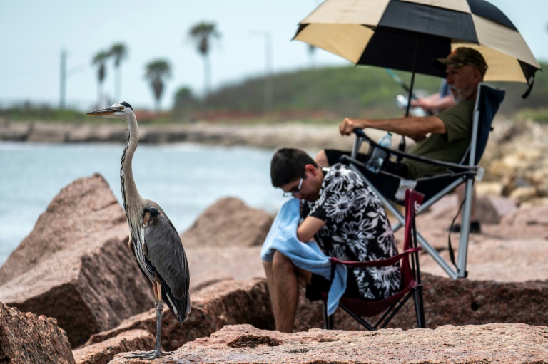 Des personnes venues assister au décollage de la fusée Starship de SpaceX et un héron, sur une plage avoisinante, le 25 mai 2025