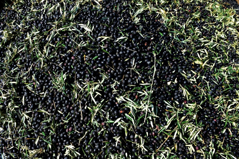 Des olives cueillies dans une ferme à Iznajar, en Espagne, le 6 mars 2012