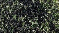 Des olives cueillies dans une ferme à Iznajar, en Espagne, le 6 mars 2012