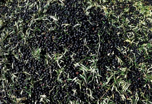 Des olives cueillies dans une ferme à Iznajar, en Espagne, le 6 mars 2012