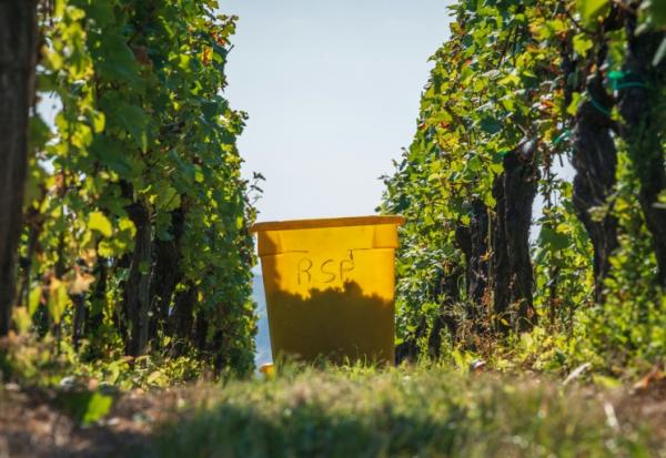 Début des vendanges à Marlenheim, en Alsace, le 13 septembre 2021