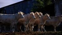 Le sommet de l'élevage, plus grand salon du genre en Europe, ouvre ses portes à Cournon d'Auvergne (Puy-de-Dôme), sous forte pression des professionnels de la viande bovine dans un contexte de déclin de la production française