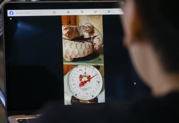 Une personne regarde un post Facebook proposant un cadavre de pangolin posé sur une balance et à vendre, le 25 juin 2026