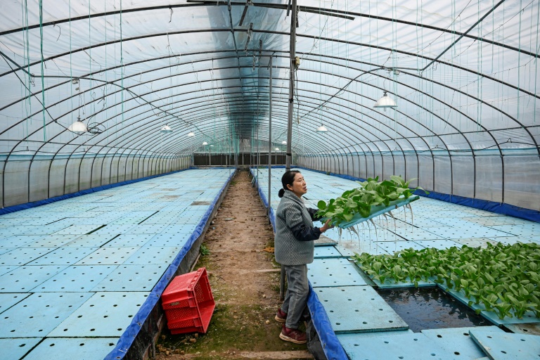Wu Dimei, la mère de Li Xia, travaille dans leur ferme hydroponique, à Chongqing, en Chine, le 16 décembre 2025