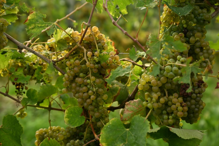 Le réchauffement des étés bouleverse en particulier, en France, le calendrier de ce mois de vendanges qu'est septembre