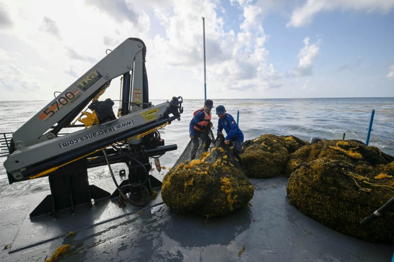 Des membres de la marine mexicaine manipulent des sacs remplis d'algues sargasses collectées à bord d'un navire de collecte de sargasses au large de Puerto Morelos, dans l'État de Quintana Roo, au Mexique, le 6 août 2026