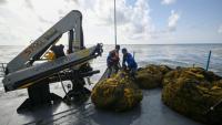 Des membres de la marine mexicaine manipulent des sacs remplis d'algues sargasses collectées à bord d'un navire de collecte de sargasses au large de Puerto Morelos, dans l'État de Quintana Roo, au Mexique, le 6 août 2026