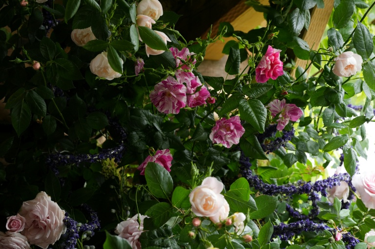 Les King's rose au centre, entourées des Sir David Beckham rose, crées par David Austin Roses, au Chelsea Flower Show à Londres le 18 mai 2026