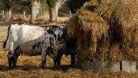 Une vache mange du foin, à Heudreville-en-Lieuvin, dans l'Eure, le 21 août 2026