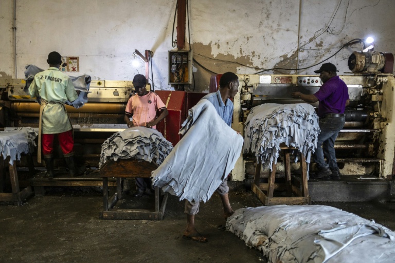 Un ouvrier empile des peaux à la sortie de la machine à étirer dans l'usine Ztannery à Kano, le 11 septembre 2025. Kano, centre historique du cuir, approvisionne des géants du luxe tels que Louis Vuitton, Gucci et Ralph Lauren, le Nigeria exportant près de 90 % de ses peaux à l'étranger. Mais comme la finition est effectuée en Europe, le label 