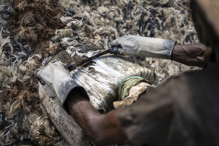 Un tanneur enlève les poils restants d'une peau trempée à la tannerie traditionnelle Majema, dans le quartier de Kofar Wambai à Kano, le 10 septembre 2025. Kano, centre historique du cuir, approvisionne des géants du luxe tels que Louis Vuitton, Gucci et Ralph Lauren, le Nigeria exportant près de 90 % de ses peaux à l'étranger. Mais comme la finition est réalisée en Europe, le label 
