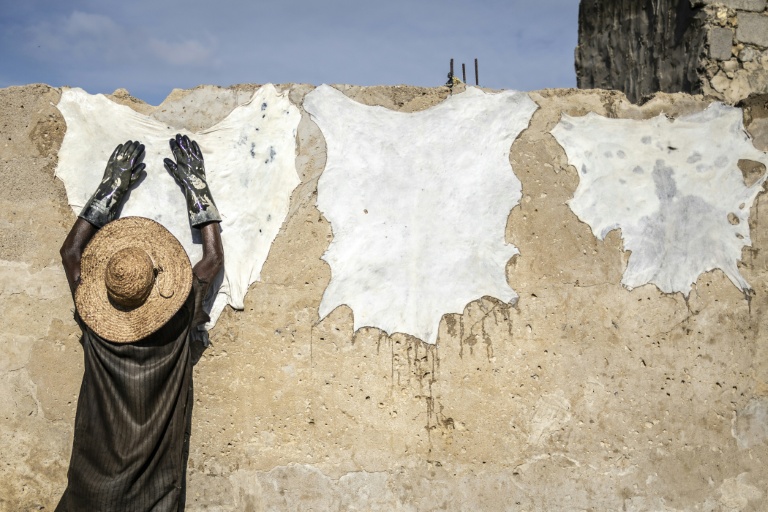 Un tanneur fait sécher des peaux sur un mur dans la tannerie traditionnelle Majema, dans le quartier de Kofar Wambai à Kano, le 10 septembre 2025. Kano, centre historique du cuir, approvisionne des géants du luxe tels que Louis Vuitton, Gucci et Ralph Lauren, le Nigeria exportant près de 90 % de ses peaux à l'étranger. Mais comme la finition est effectuée en Europe, le label 