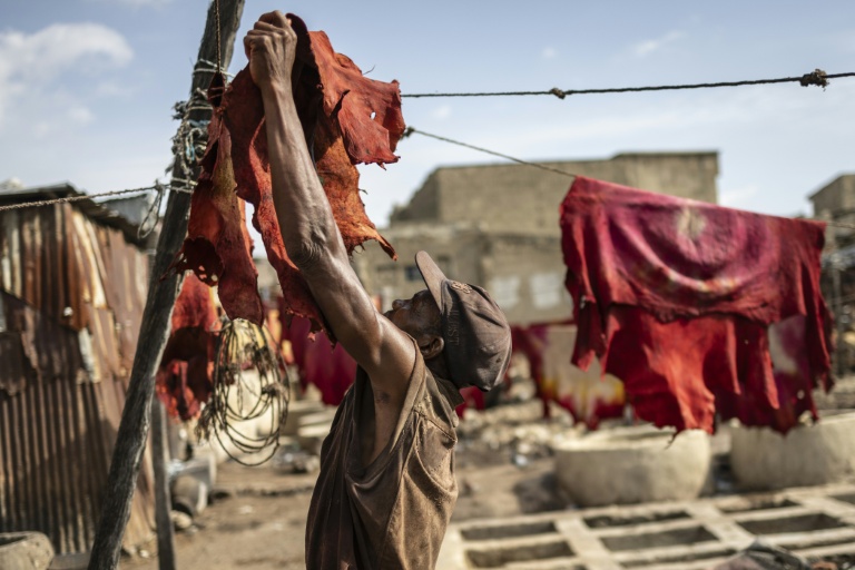 Un tanneur met une peau teinte à sécher sur une corde dans la tannerie traditionnelle Majema, dans le quartier de Kofar Wambai à Kano, le 11 septembre 2025. Kano, centre historique du cuir, approvisionne des géants du luxe tels que Louis Vuitton, Gucci et Ralph Lauren, le Nigeria exportant près de 90 % de ses peaux à l'étranger. Mais comme la finition est effectuée en Europe, le label 