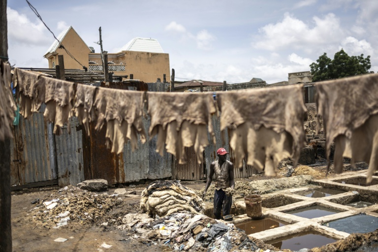 Un tanneur se tient debout dans un bassin alors qu'il traite des peaux brutes à la tannerie traditionnelle Majema, dans le quartier de Kofar Wambai à Kano, le 10 septembre 2025. Kano, centre historique du cuir, approvisionne des géants du luxe tels que Louis Vuitton, Gucci et Ralph Lauren, le Nigeria exportant près de 90 % de ses peaux à l'étranger. Mais comme la finition est effectuée en Europe, le label 