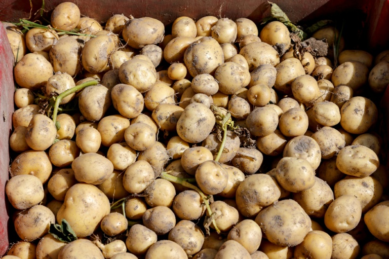 Durement frappés par la sécheresse qui sévit depuis plusieurs mois en France, les producteurs de pommes de terre anticipent l'une des plus fortes baisses de production jamais enregistrées