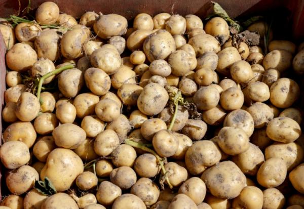 Durement frappés par la sécheresse qui sévit depuis plusieurs mois en France, les producteurs de pommes de terre anticipent l'une des plus fortes baisses de production jamais enregistrées