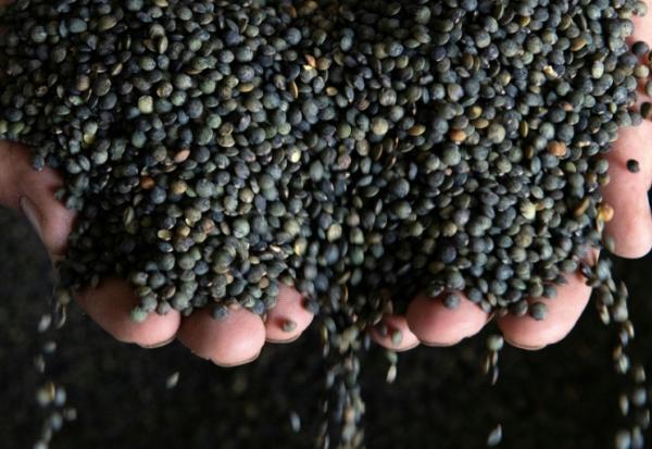 La lentille gagne du terrain dans le Nord, poussée par le climat et la promesse d'un débouché industriel