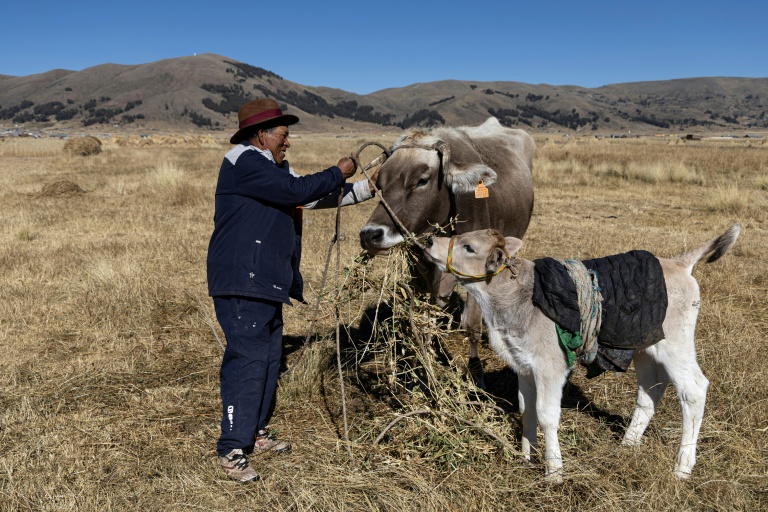 Rufino Cutipa nourrit son bétail dans la communauté de Caritamaya, près du lac Titicaca, dans la région de Puno, au Pérou, le 29 mai 2026