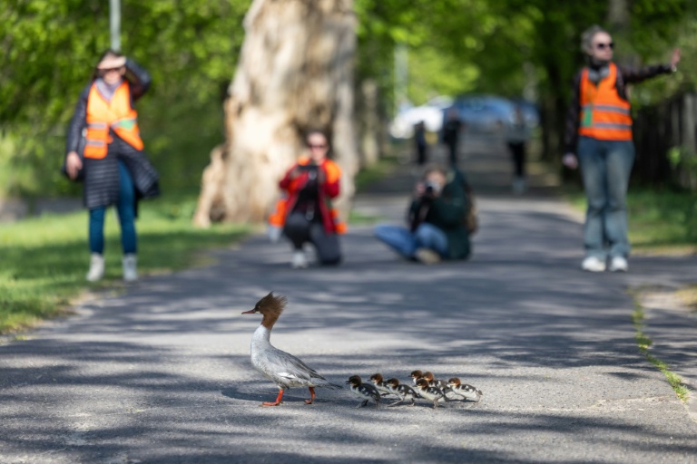 Des harles bièvre traversent un parc avant de s'engager sur une route à Varsovie, en Pologne, le 25 avril 2026