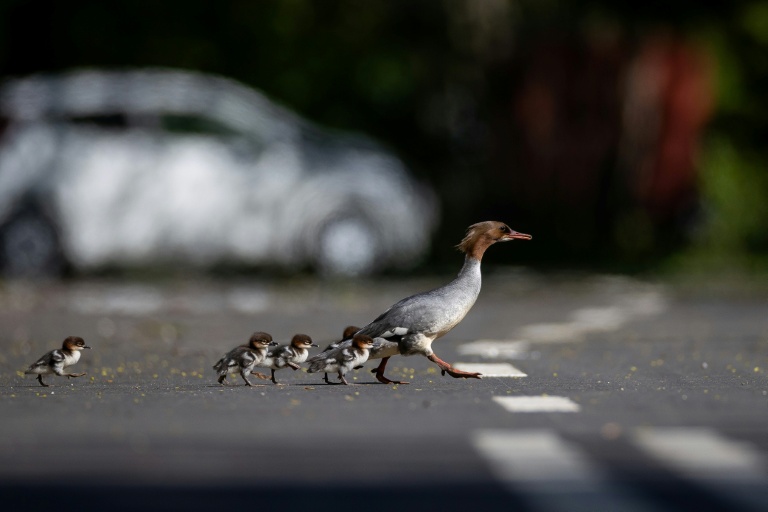 Des harles bièvre traversent une route à Varsovie, en Pologne, le 28 avril 2026