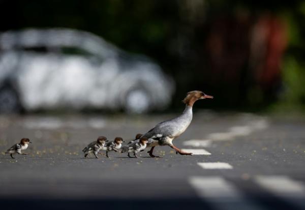 Des harles bièvre traversent une route à Varsovie, en Pologne, le 28 avril 2026