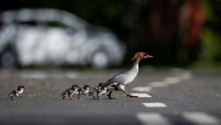 Des harles bièvre traversent une route à Varsovie, en Pologne, le 28 avril 2026